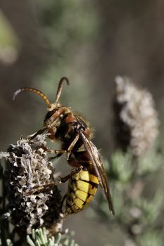 Close up view of an European Hornet (Vespa Crabro) resting on a flower.