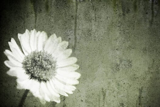 A white daisy in a grunge sky
