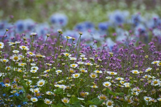 Many colored flowers in a green field