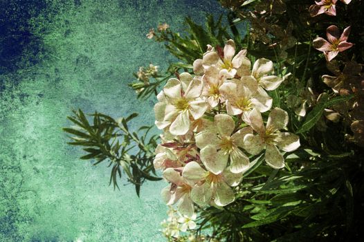 MAny white flowers in an old image