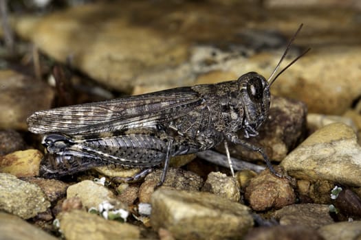 Close up view of a gray grasshopper on the ground.