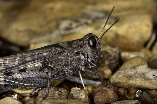 Close up view of a gray grasshopper on the ground.