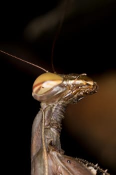 Close up view of the head of a mantis religiosa insect.