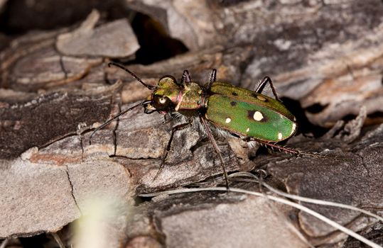 Close up view of a green tiger beetle on the forest ground.