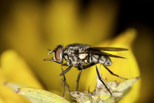 Close up view of a flesh-fly on a yellow flower.