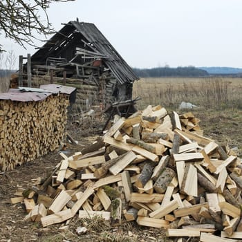 Pine logs sawn for preparation of fire wood
