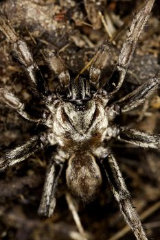 Close up view of a spider on a decaying wooden tree on the forest.