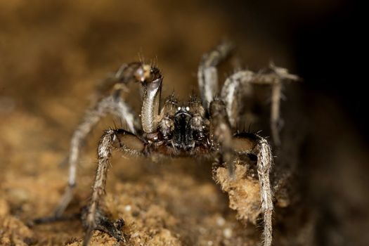 Close up view of a spider on a decaying wooden tree on the forest.