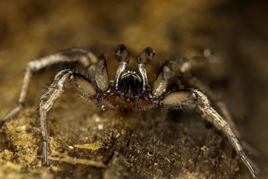 Close up view of a spider on a decaying wooden tree on the forest.