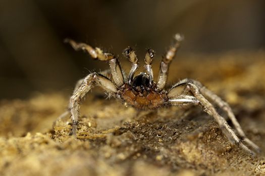 Close up view of a spider on a decaying wooden tree on the forest.