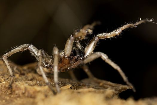 Close up view of a spider on a decaying wooden tree on the forest.