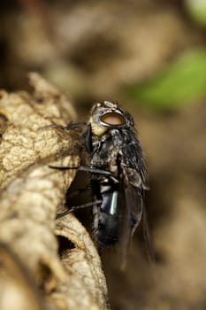 Close up view of an european blowfly on a leaf.