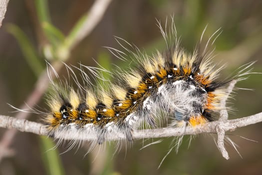 Close view detail of a lappet moth caterpillar on the vegetation.