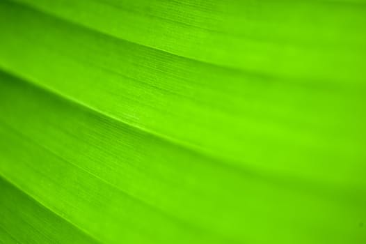 A close up of a green leaf