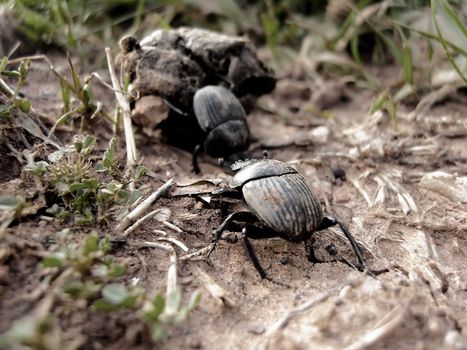 Two beetles on the field, working on gathering their stuff.