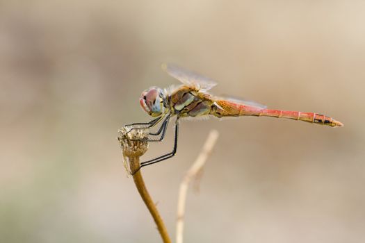 Close up view of a red-veined darter dragonfly.