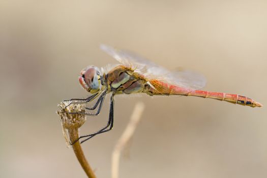 Close up view of a red colored dragon fly.