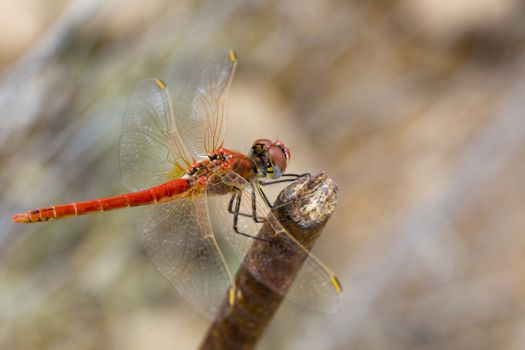 Close up view of a red colored dragon fly.