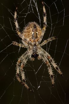 Macro view of a spider waiting on it's web for a perfect attack.