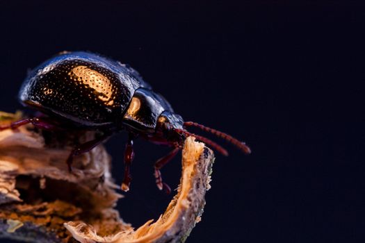 Macro view of a dung beetle on a piece of wood.