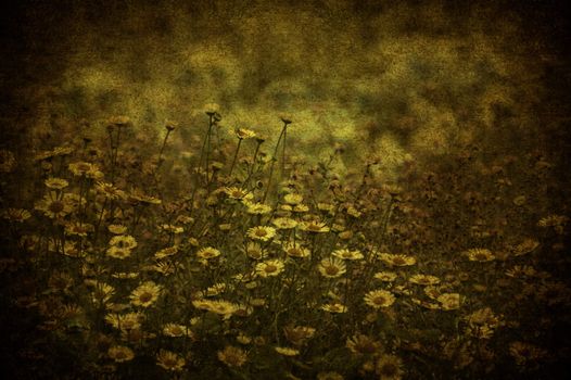 A grunge image of many daisy in a meadow