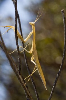 Close up view of a yellow mantis religiosa insect.