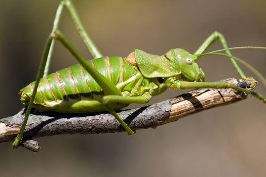 Close up view of a green bush-cricket on the branch.