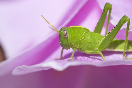 View of a green grasshopper with white spots standing on a pink flower.