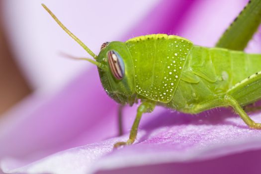 View of a green grasshopper with white spots standing on a pink flower.