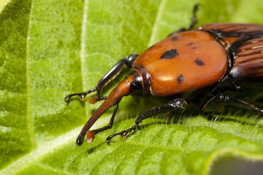 Close up view of a red palm weevil insect on top of a flower.