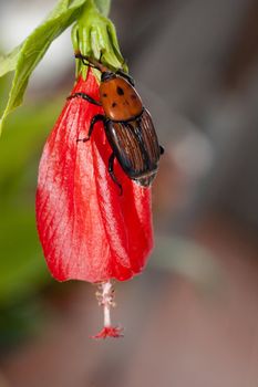 Close up view of a red palm weevil insect on top of a flower.