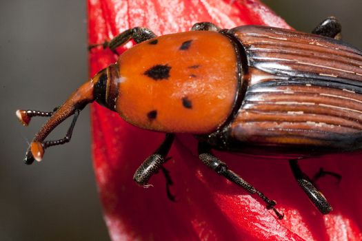 Close up view of a red palm weevil insect on top of a flower.