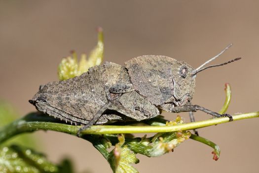 Close up view of a gray grasshopper on the leaf of a grape vine tree plant.