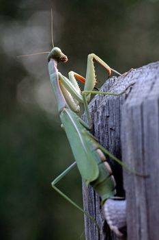 View of a green mantis religiosa insect laying eggs on a wood fence.