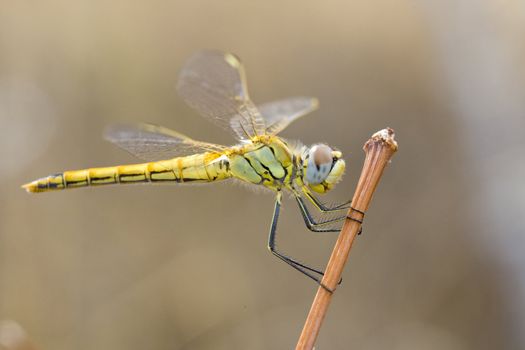 Close up view of a yellow immature red-veined darter dragonfly.