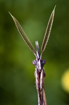 Close up view of a male empusa pennata insect.