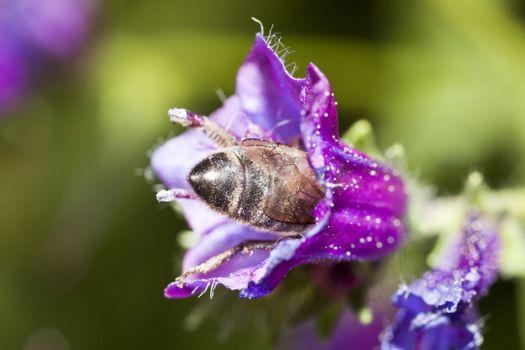 Close up view of a bee feeding from a flower.