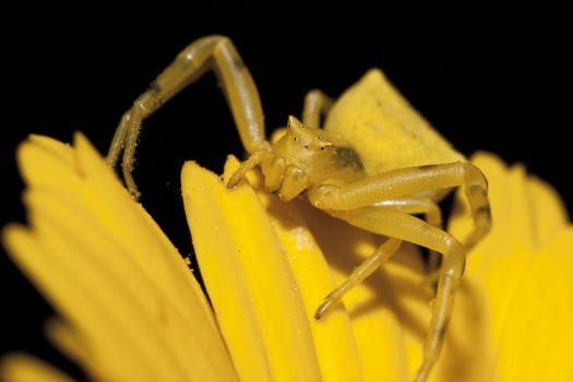 View of a Misumena vatia (Yellow Crab Spider) arachinid on the yellow flower.