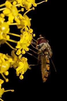 Close up view of a hoverfly on a yellow flower.