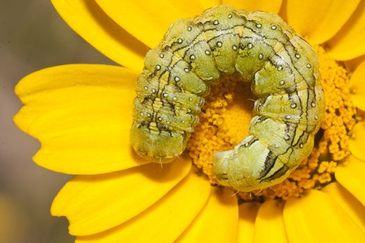 close view of a coiled green caterpillar on a yellow flower