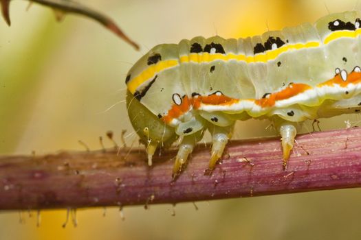 Close up view of a green caterpillar on a plant.