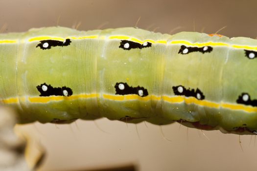 Close up view of a green caterpillar body part on a plant.