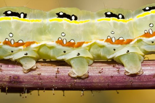 Close up view of a green caterpillar on a plant.