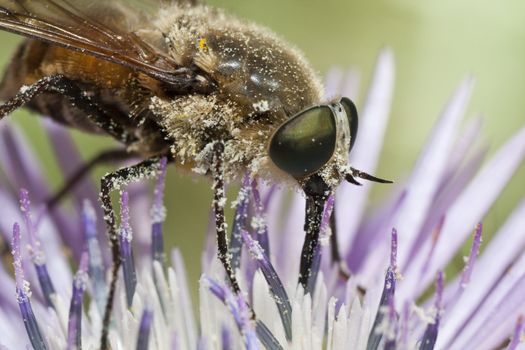 Close up view of a Bombylius major fly feeding from a flower.