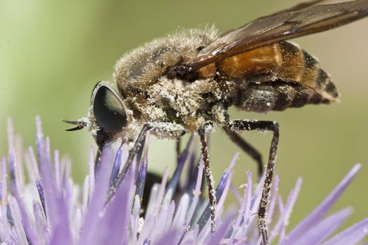 Close up view of a Bombylius major fly feeding from a flower.