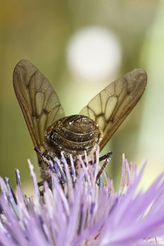 Close up view of a Bombylius major fly feeding from a flower.