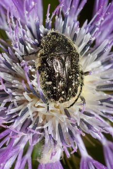 Close up view of a white spotted beetle full of pollen.