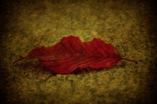 A texture with a red grunge leaf