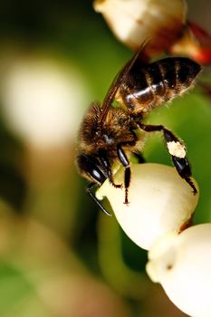 Closeup view of a bee feeding of the polen of an Strawberry tree flower.