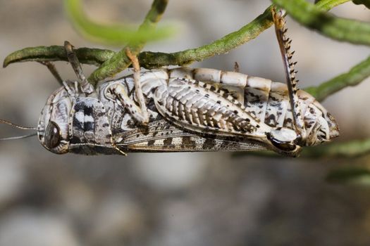 Close up view of a gray grasshopper on a leaf.